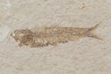 Fossil Fish (Knightia) Plate- Wyoming #111237-2